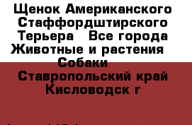 Щенок Американского Стаффордштирского Терьера - Все города Животные и растения » Собаки   . Ставропольский край,Кисловодск г.